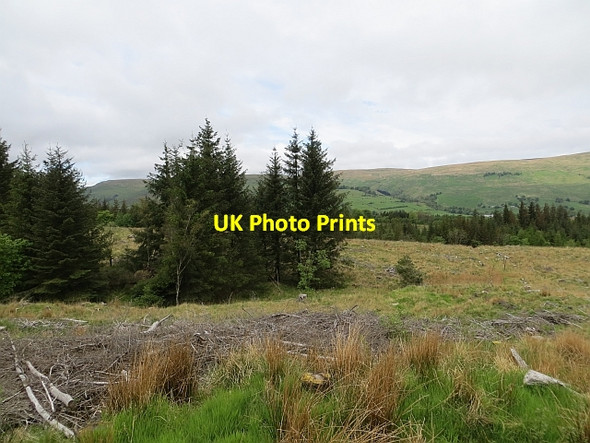 Photo 6"x4" Felled area, Lennox Forest Lennoxtown c2013