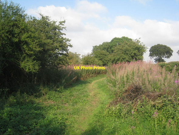Photo 6"x4" Footpath and rosebay willow herb Brantingham c2013