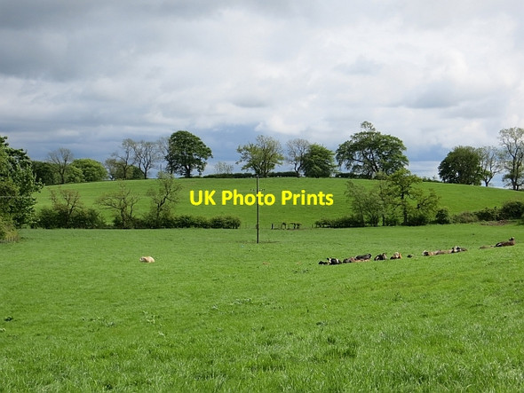 Photo 6"x4" Cattle, Muckcroft Lennoxtown c2013