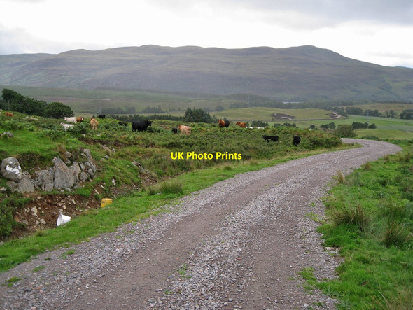 Photo 6"x4" Cattle above Corriemollie Lochluichart c2013