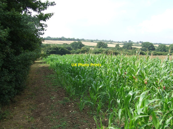 Photo 6"x4" Field Of Maize Framsden c2013