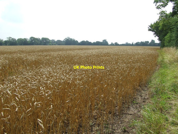Photo 6"x4" Field Of Wheat Framsden c2013
