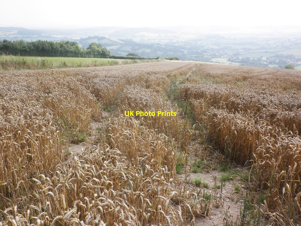 Photo 6"x4" Wheat crop, ready for harvest at Higher Whitefield Farm Clatworthy\/ST0530 c2013