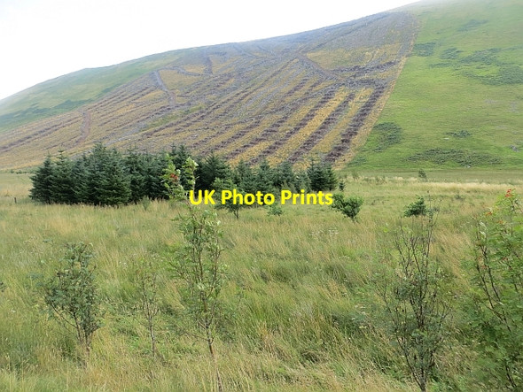 Photo 6"x4" East Muchra Hill Little Yarrow c2013