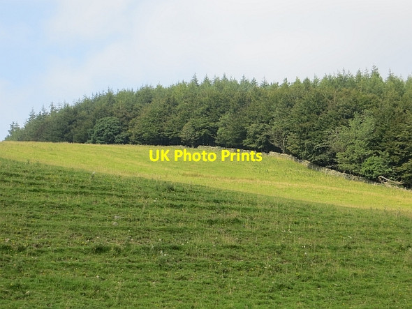 Photo 6"x4" Hillend Plantation Moffat c2013