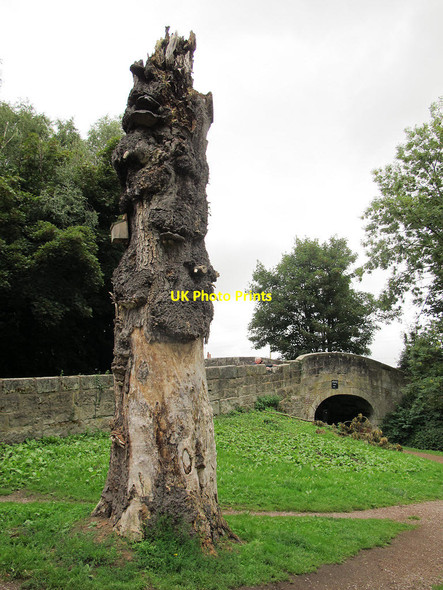 Photo 6"x4" Dead tree by the canal Great Haywood c2013