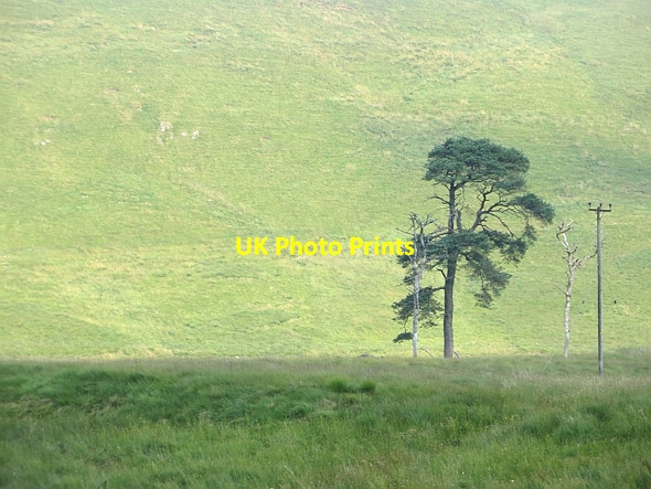 Photo 6"x4" Scots pine, Hill End Glenbreck c2013