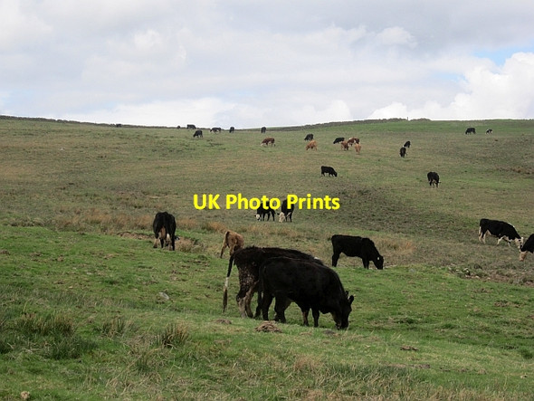 Photo 6"x4" Rough grazing on William  Law Buckholm c2013