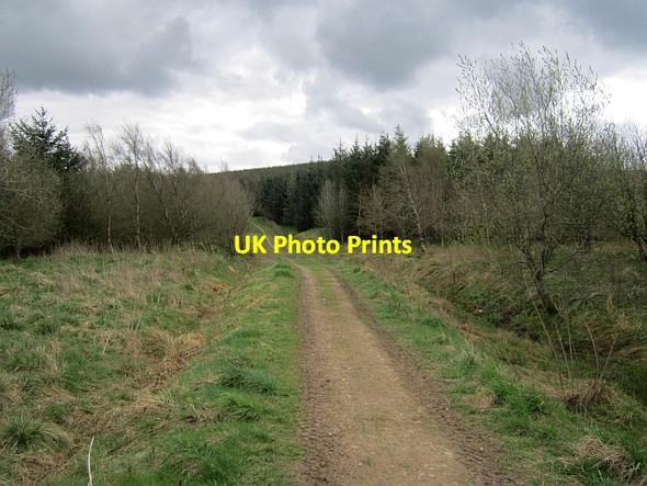 Photo 6"x4" Ladhope Moor Buckholm c2013