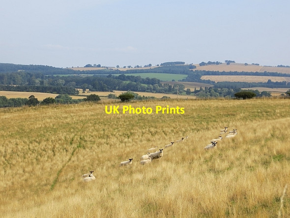 Photo 6"x4" Sheep, Crailing Crailing c2013