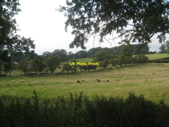 Photo 6"x4" Sheep near Middlebridge Farm Warter c2013