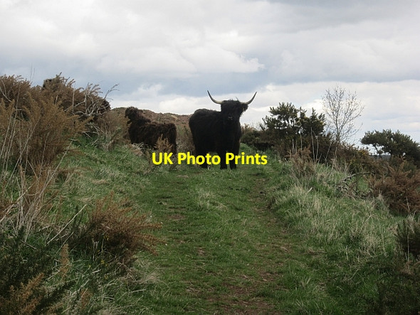 Photo 6"x4" Highland cattle, Blaikie's Hill Galashiels c2013