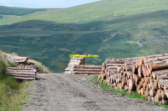 Photo 6"x4" Timber stacks, Cockiland Hill Tweedsmuir c2013