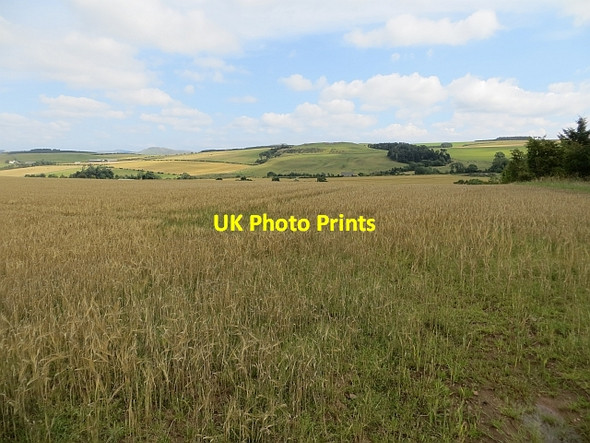 Photo 6"x4" Barley, Samieston Crailinghall c2013
