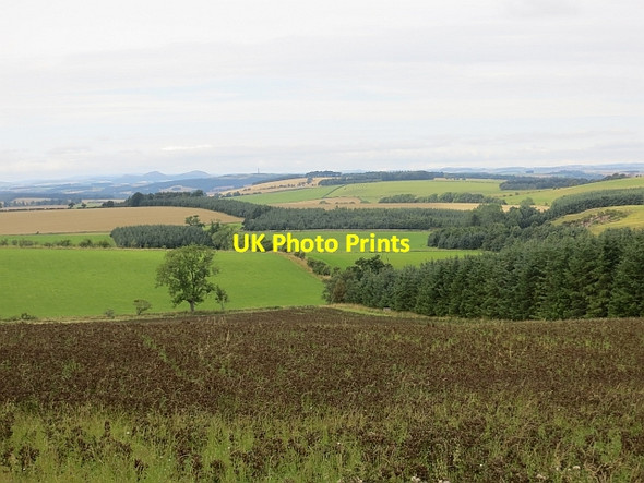 Photo 6"x4" Pea crop, Samieston Crailinghall c2013