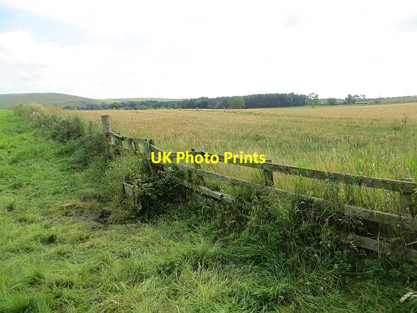 Photo 6"x4" Barley, Rennieston Crailinghall c2013