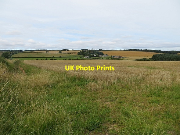Photo 6"x4" Barley, near Netherwells Oxnam c2013