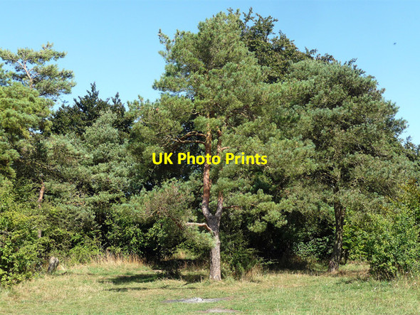 Photo 6"x4" Scots pines near Compton Compton\/SU5280 c2013