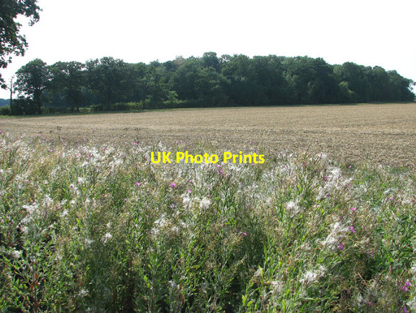 Photo 6"x4" View towards Loddon S Wood Loddon Ingloss c2013