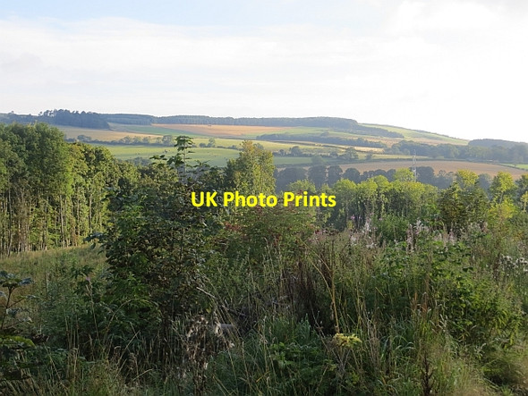 Photo 6"x4" Baramill Plantation Cumledge c2013