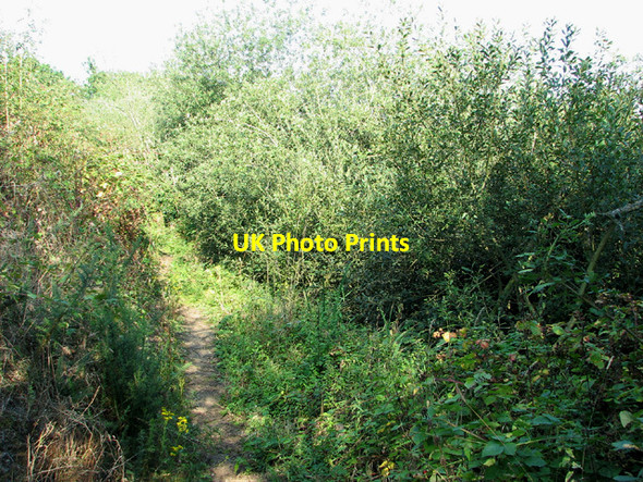 Photo 6"x4" A narrow path Broome\/TM3491 c2013