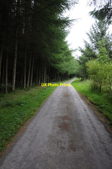 Photo 6"x4" Country road through forestry Pentre-llyn-cymmer c2013