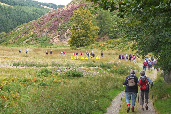 Photo 6"x4" Walkers in The Glen Estate, Traquair Blairy Wood c2013