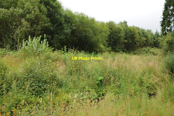 Photo 6"x4" Clocaenog Forest Derwen\/SJ0650 c2013