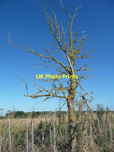 Photo 6"x4" Dead tree near Aldworth Aldworth c2013