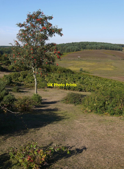 Photo 6"x4" Track downhill to Cunninger Bottom, New Forest Woodgreen\/SU1717 c2013
