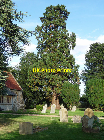 Photo 6"x4" Wellingtonia, Brightwalton (2) Brightwalton c2013