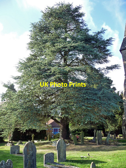 Photo 6"x4" Cedar, Brightwalton Brightwalton c2013