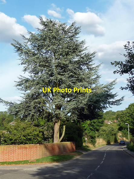 Photo 6"x4" Cedar, Compton Compton\/SU5280 c2013