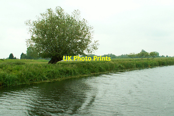 Photo 6"x4" Willow tree beside the River Cam River Bank c2006