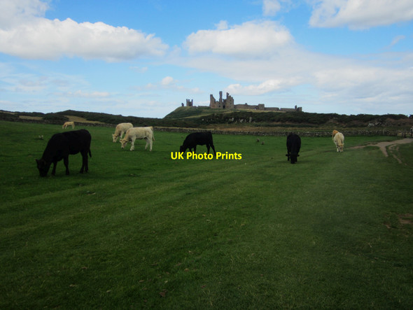 Photo 6"x4" Cattle grazing in front of Dunstanburgh Castle Craster c2013