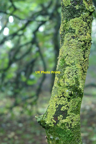 Photo 6"x4" Lichen-covered sycamore trunk in Halligarth Baltasound c2013