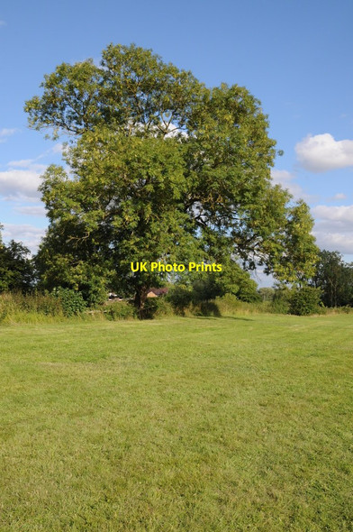 Photo 6"x4" Ash tree Baughton c2013
