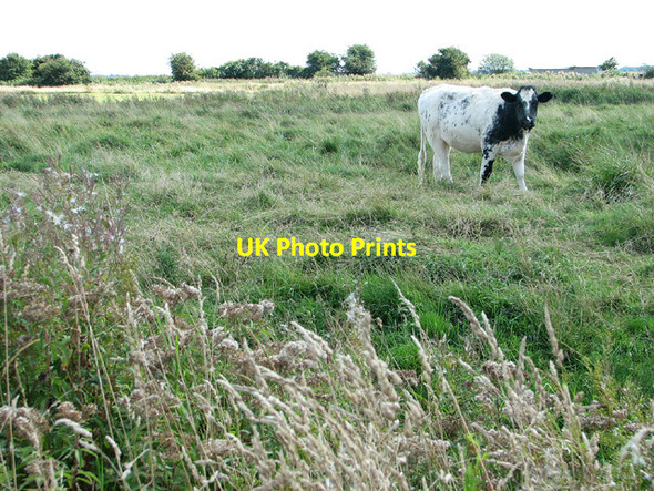 Photo 6"x4" Marsh pastures by Haddiscoe Haddiscoe c2013