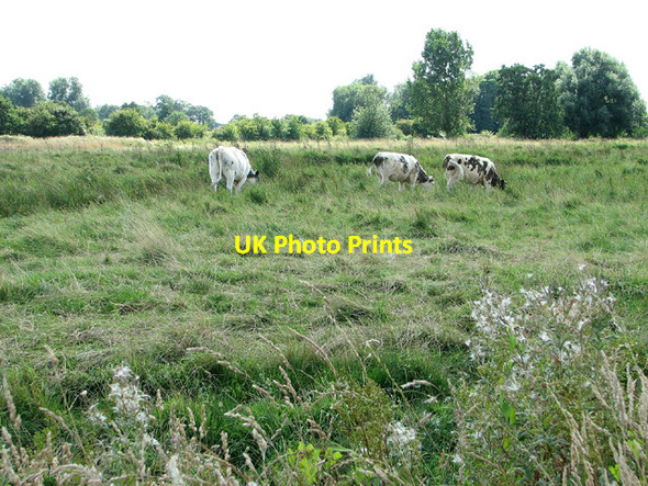 Photo 6"x4" Cattle grazing marsh pastures near Haddiscoe Haddiscoe c2013