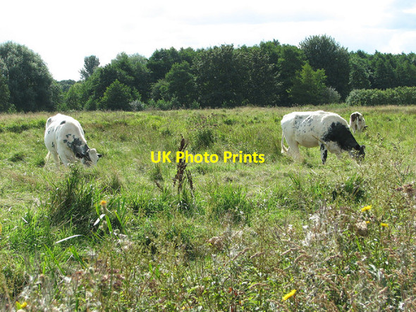 Photo 6"x4" Cattle grazing by Lound Dam Haddiscoe c2013