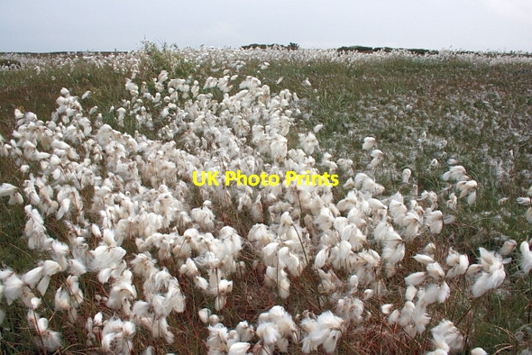 Photo 6"x4" Cottongrass, Brow Moor Ravenscar c2013
