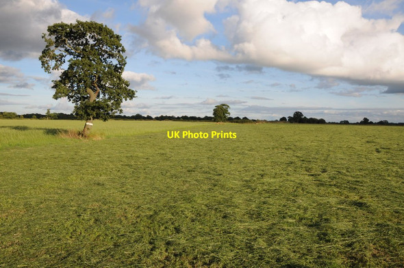 Photo 6"x4" A tree in a silage field Wettenhall Green c2013