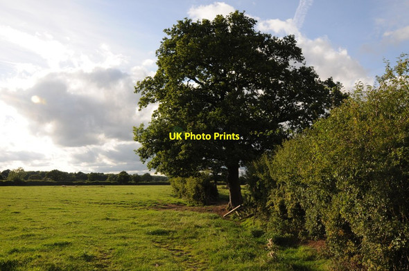 Photo 6"x4" Evening sun on Cheshire farmland Wettenhall c2013