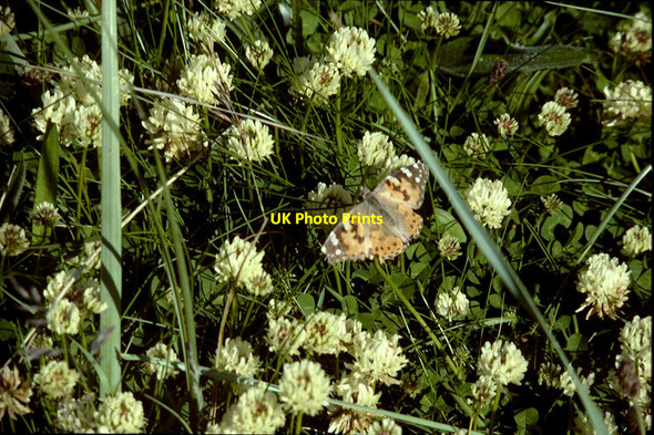 Photo 6"x4" Painted Lady (Vanessa cardui), Norwick dunes Kirkaton c1996