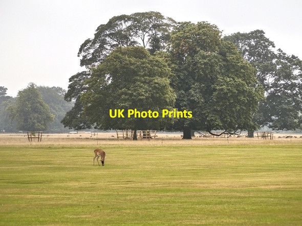 Photo 6"x4" Deer at Belton House Belton\/SK9239 c2013