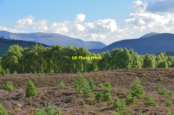 Photo 6"x4" Heather, trees and mountains Kinveachy c2013