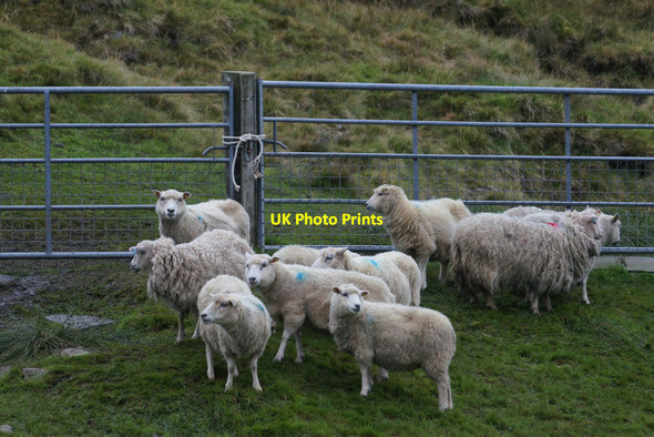 Photo 6"x4" Sheep beside the Hermaness reserve entrance at Burrafirth Burrafirth c2013