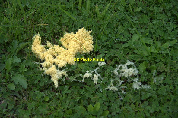 Photo 6"x4" Fuligo septica, the dog vomit slime mould, Baltasound Baltasound c2013