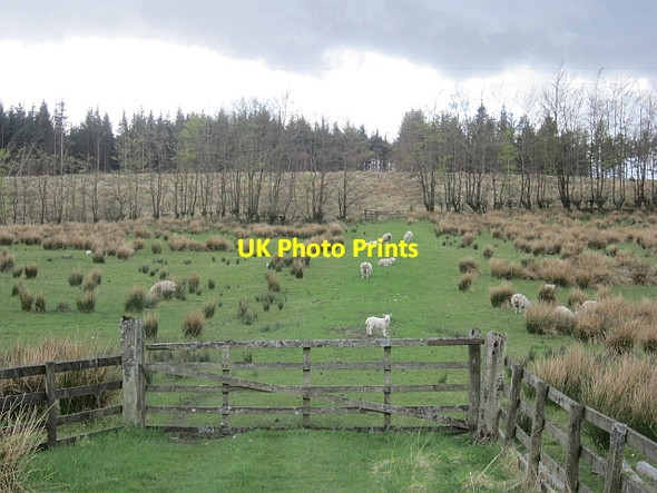 Photo 6"x4" Nether Row Plantation Hermitage\/NY5095 c2013