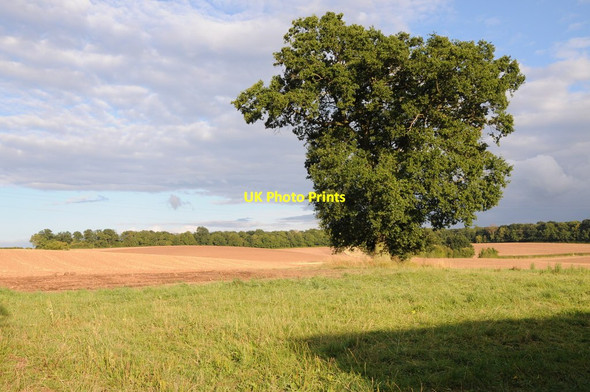 Photo 6"x4" Farmland and an oak tree Ombersley c2013